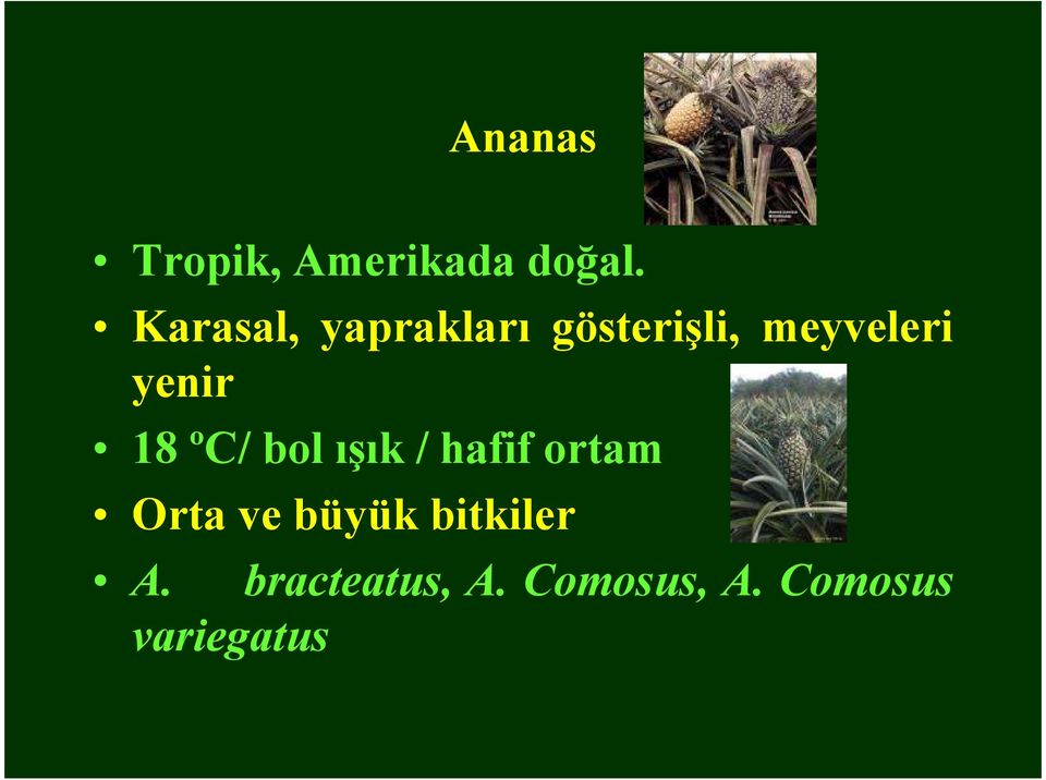 yenir 18 ºC/ bol ışık / hafif ortam Orta ve