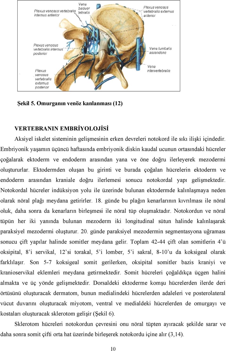 Ektodermden oluşan bu girinti ve burada çoğalan hücrelerin ektoderm ve endoderm arasından kraniale doğru ilerlemesi sonucu notokordal yapı gelişmektedir.