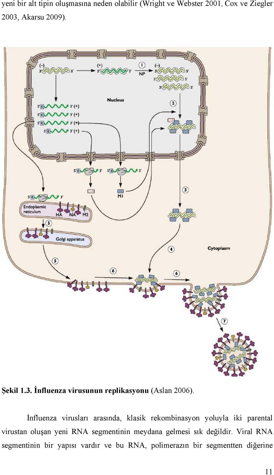 İnfluenza virusları arasında, klasik rekombinasyon yoluyla iki parental virustan oluşan yeni RNA