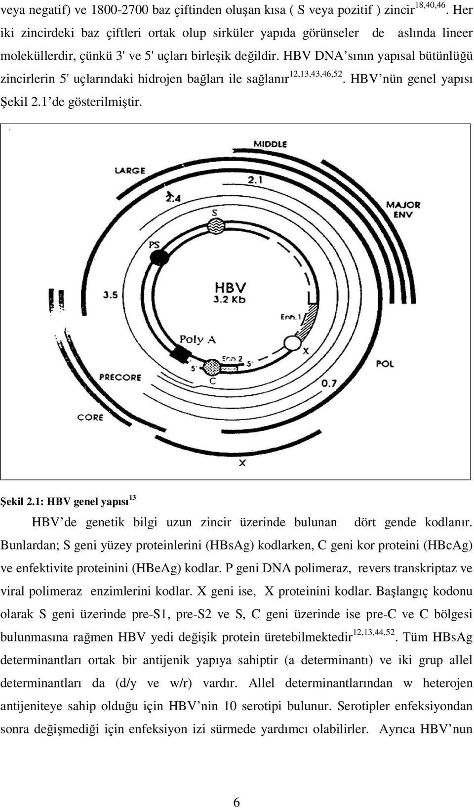 HBV DNA sının yapısal bütünlüğü zincirlerin 5' uçlarındaki hidrojen bağları ile sağlanır 12,13,43,46,52. HBV nün genel yapısı Şekil 2.