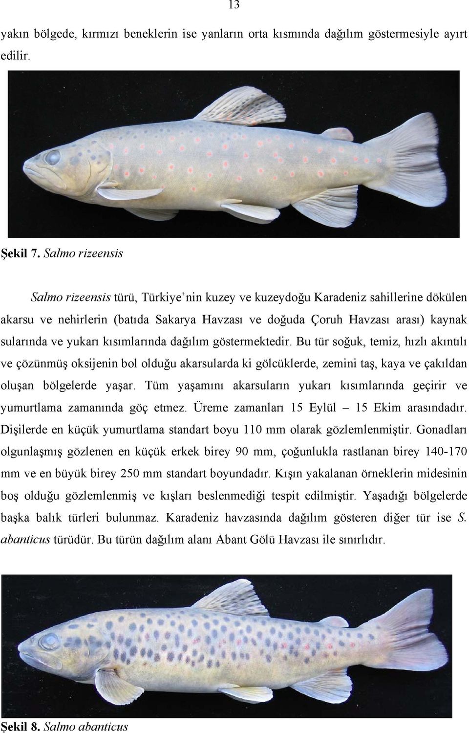 yukarı kısımlarında dağılım göstermektedir. Bu tür soğuk, temiz, hızlı akıntılı ve çözünmüş oksijenin bol olduğu akarsularda ki gölcüklerde, zemini taş, kaya ve çakıldan oluşan bölgelerde yaşar.