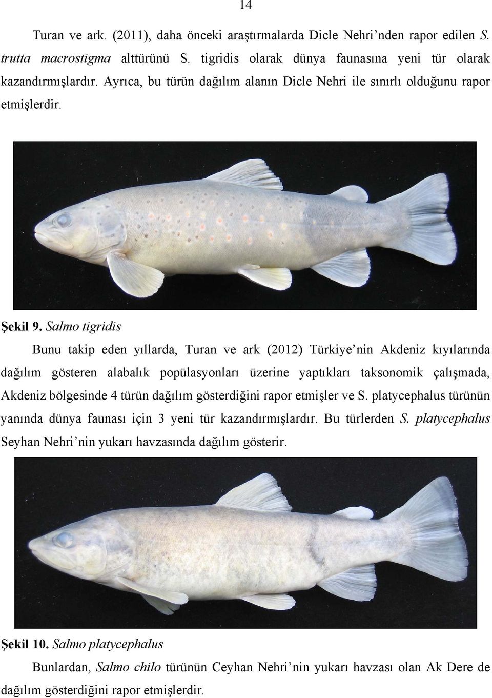 Salmo tigridis Bunu takip eden yıllarda, Turan ve ark (2012) Türkiye nin Akdeniz kıyılarında dağılım gösteren alabalık popülasyonları üzerine yaptıkları taksonomik çalışmada, Akdeniz bölgesinde 4