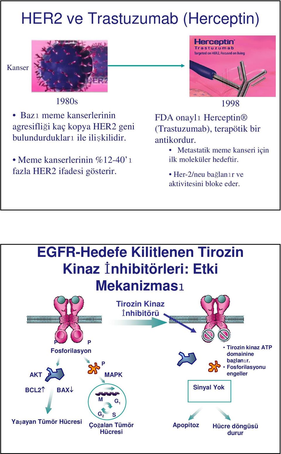 Metastatik meme kanseri için ilk moleküler hedeftir. Her-2/neu bağlanır ve aktivitesini bloke eder.