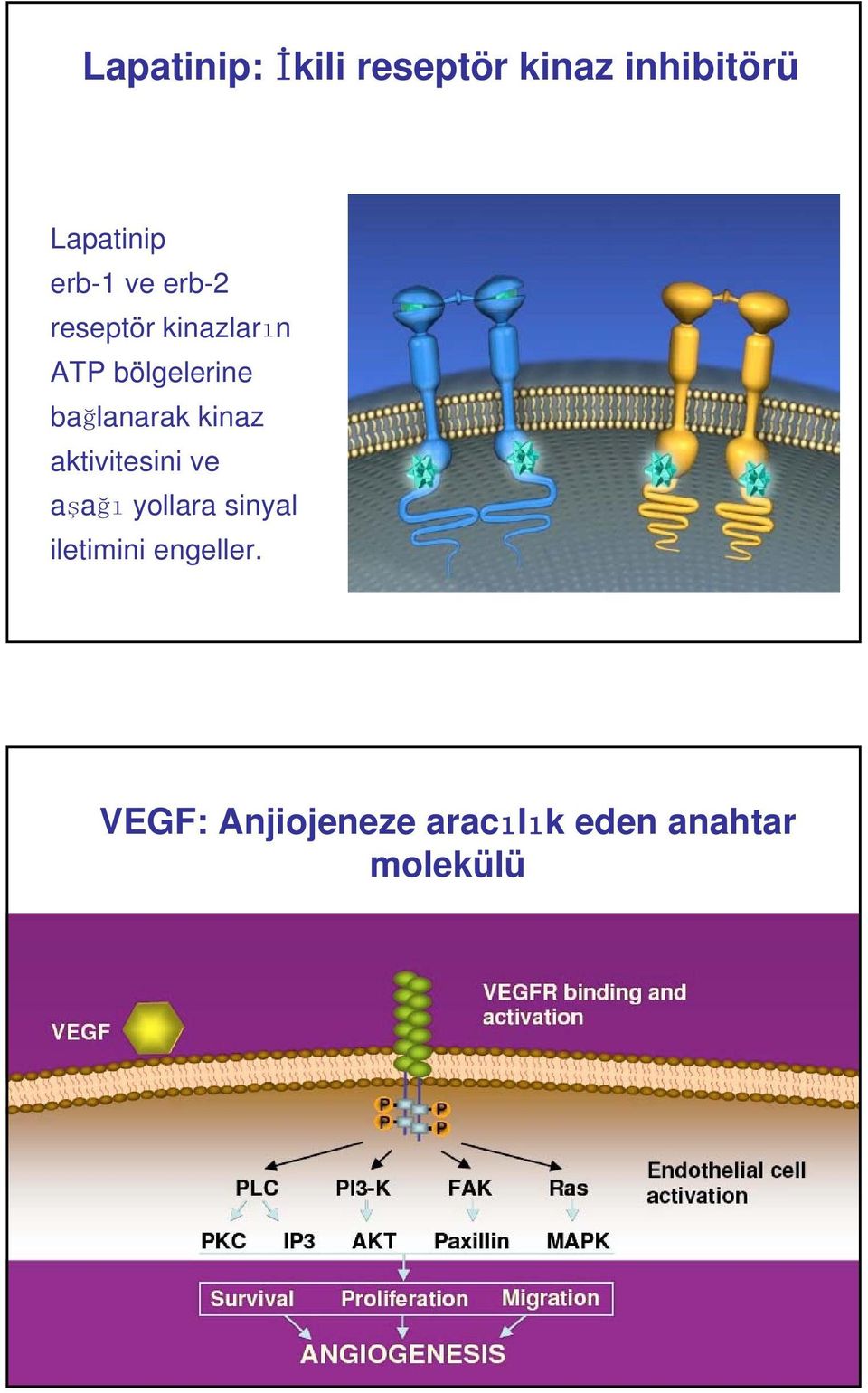 bağlanarak kinaz aktivitesini ve aşağı yollara sinyal