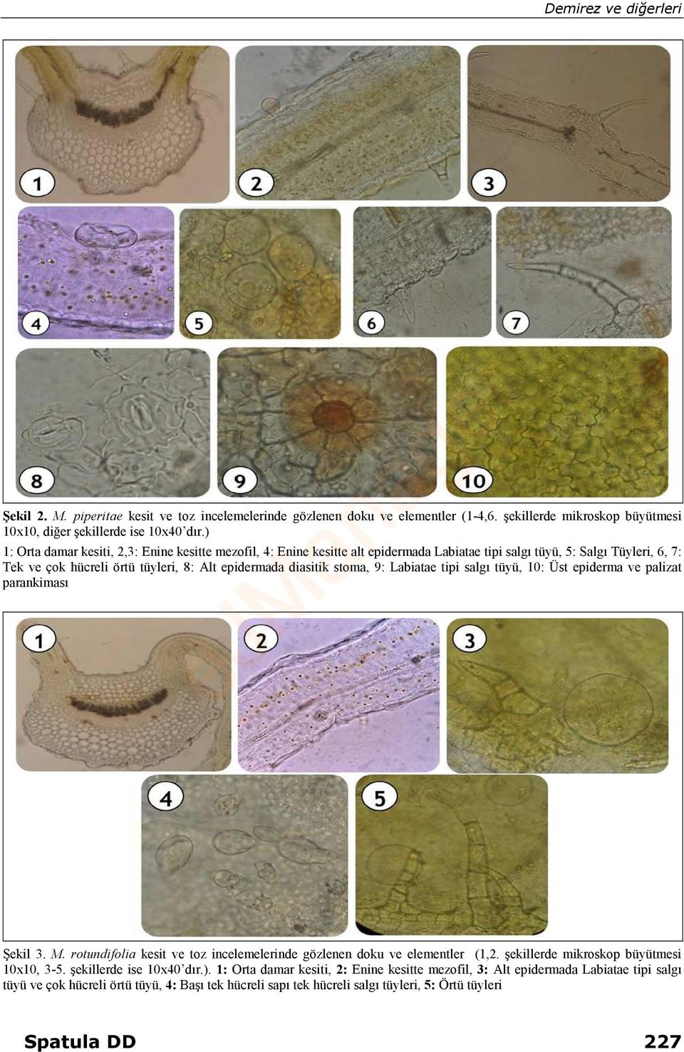 stoma, 9: Labiatae tipi salgı tüyü, 10: Üst epiderma ve palizat parankiması Şekil 3. M. rotundifolia kesit ve toz incelemelerinde gözlenen doku ve elementler (1,2.