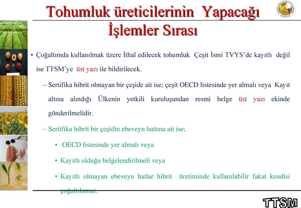 Sertifika hibrit olmayan bir çeşide ait ise; çeşit OECD listesinde yer almalı veya Kayıt altına alındığı Ülkenin yetkili kuruluşundan resmi