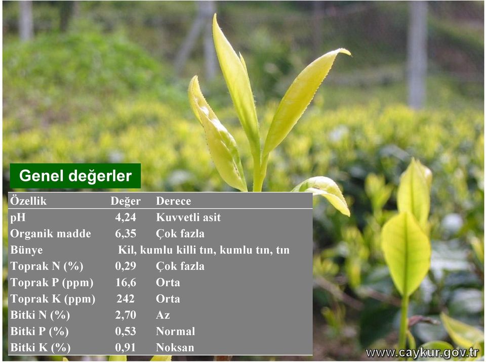 Derece,2 Kuvvetli asit 6,5 Çok fazla Kil, kumlu killi tın, kumlu