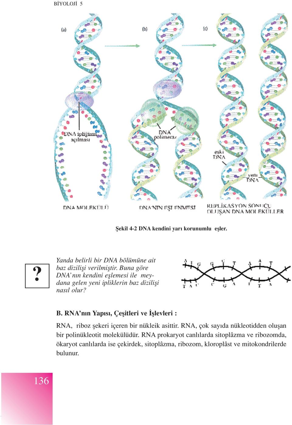 RNA n n Yap s, Çeflitleri ve fllevleri : RNA, riboz flekeri içeren bir nükleik asittir.