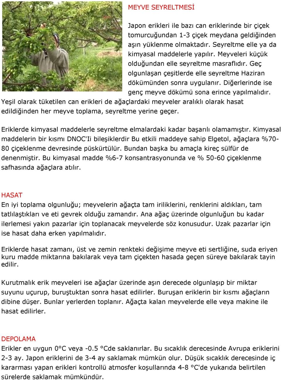 Yeşil olarak tüketilen can erikleri de ağaçlardaki meyveler aralıklı olarak hasat edildiğinden her meyve toplama, seyreltme yerine geçer.