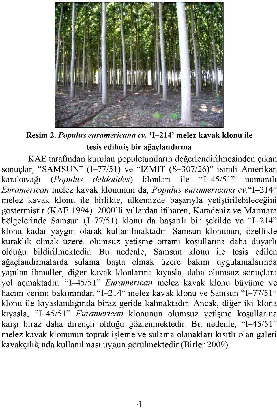 (Populus deldotides) klonları ile I 45/51 numaralı Euramerican melez kavak klonunun da, Populus euramericana cv.