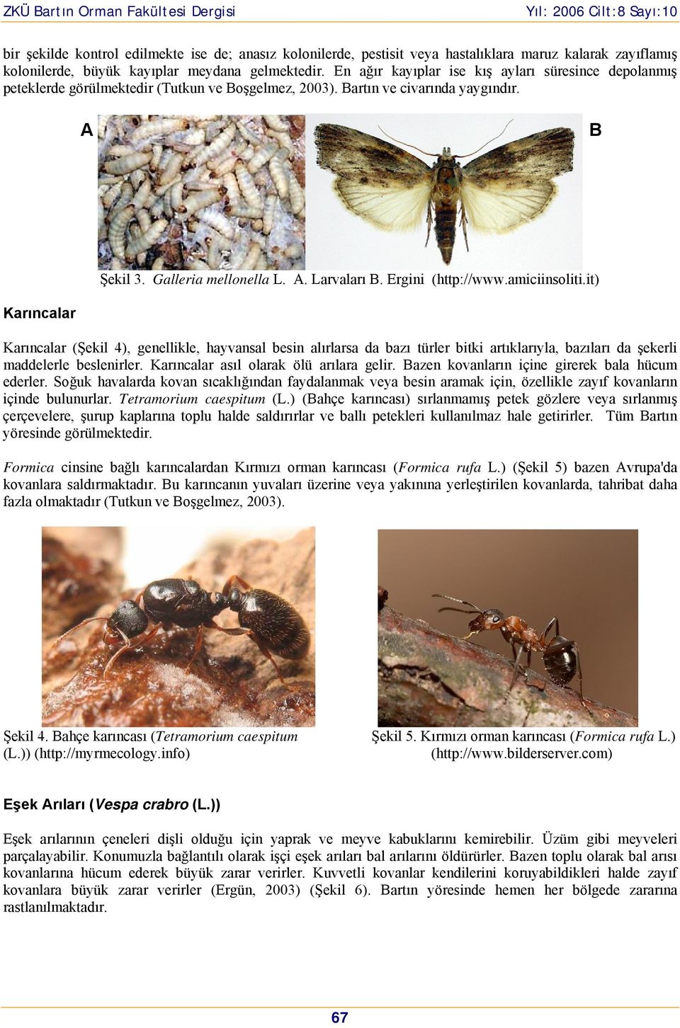 Ergini (http://www.amiciinsoliti.it) Karıncalar Karıncalar (Şekil 4), genellikle, hayvansal besin alırlarsa da bazı türler bitki artıklarıyla, bazıları da şekerli maddelerle beslenirler.