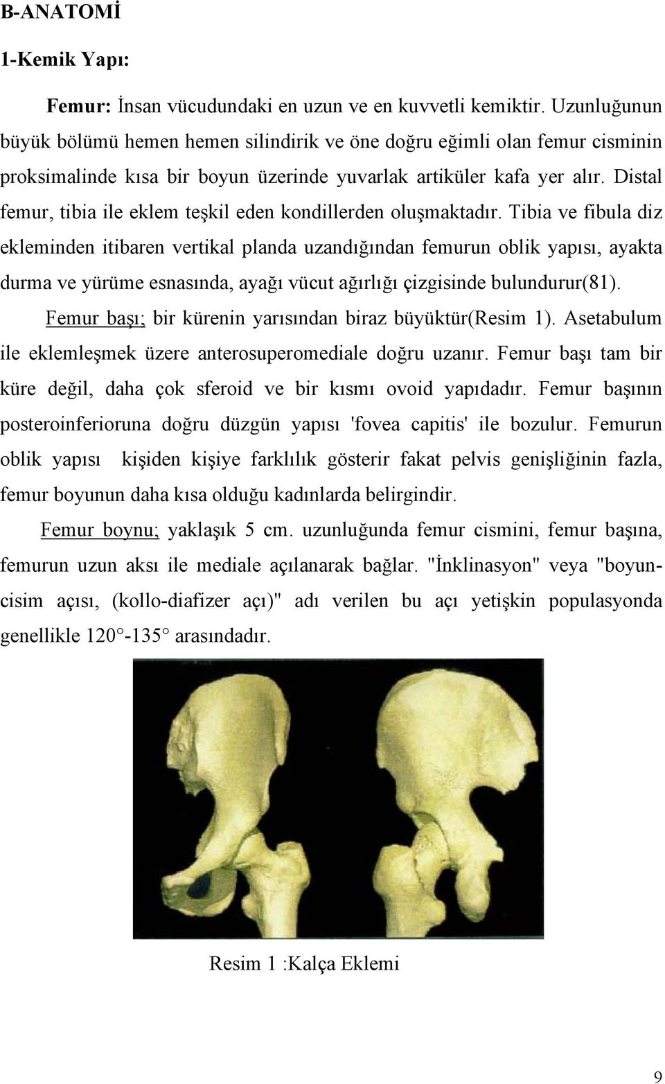Distal femur, tibia ile eklem teşkil eden kondillerden oluşmaktadır.
