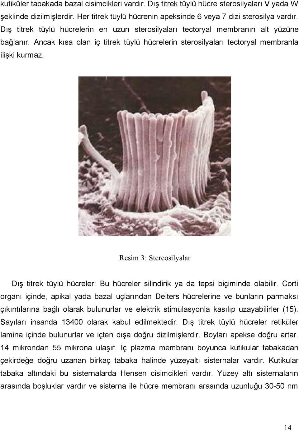 Resim 3: Stereosilyalar Dış titrek tüylü hücreler: Bu hücreler silindirik ya da tepsi biçiminde olabilir.