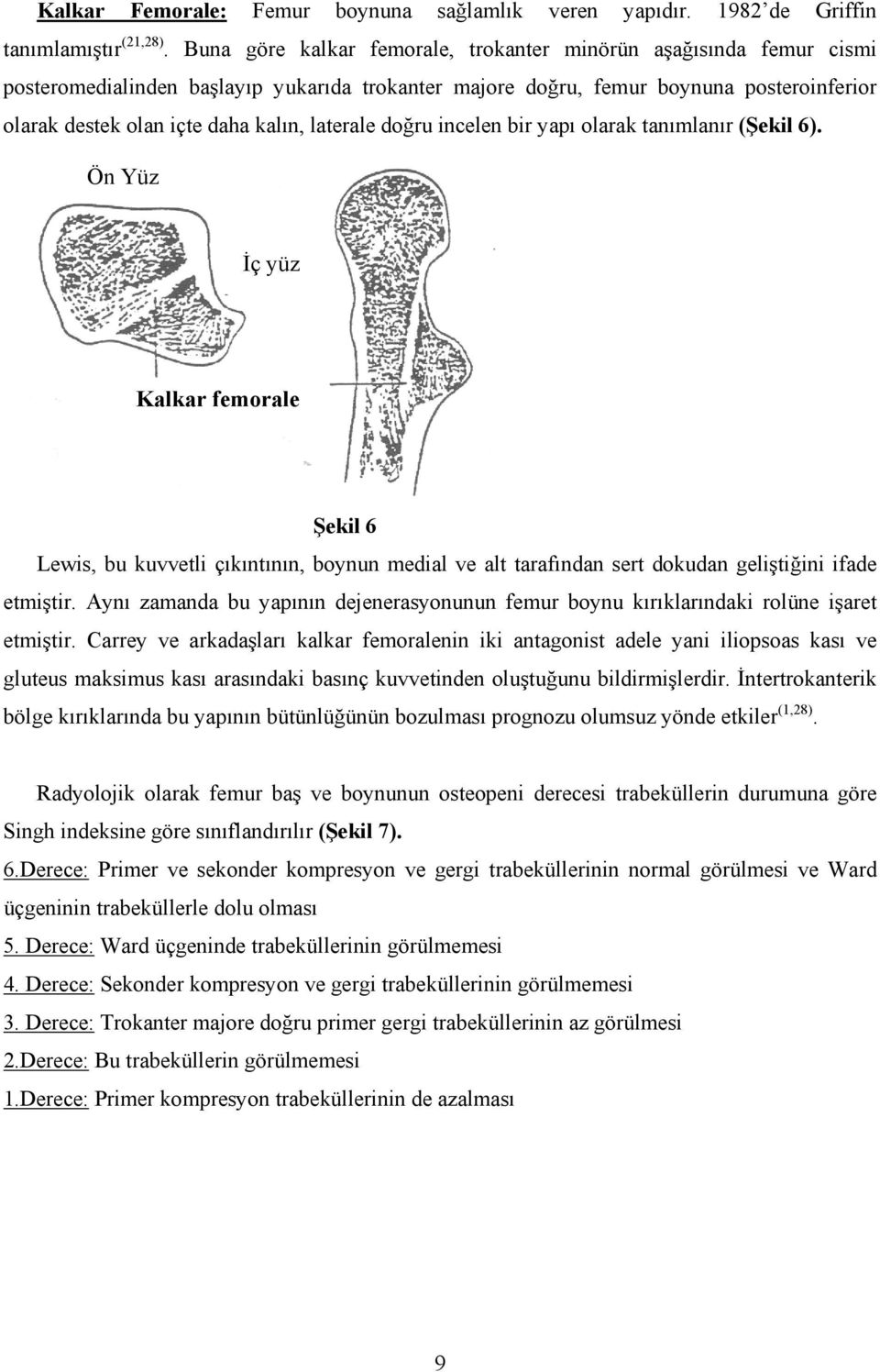 laterale doğru incelen bir yapı olarak tanımlanır (Şekil 6).