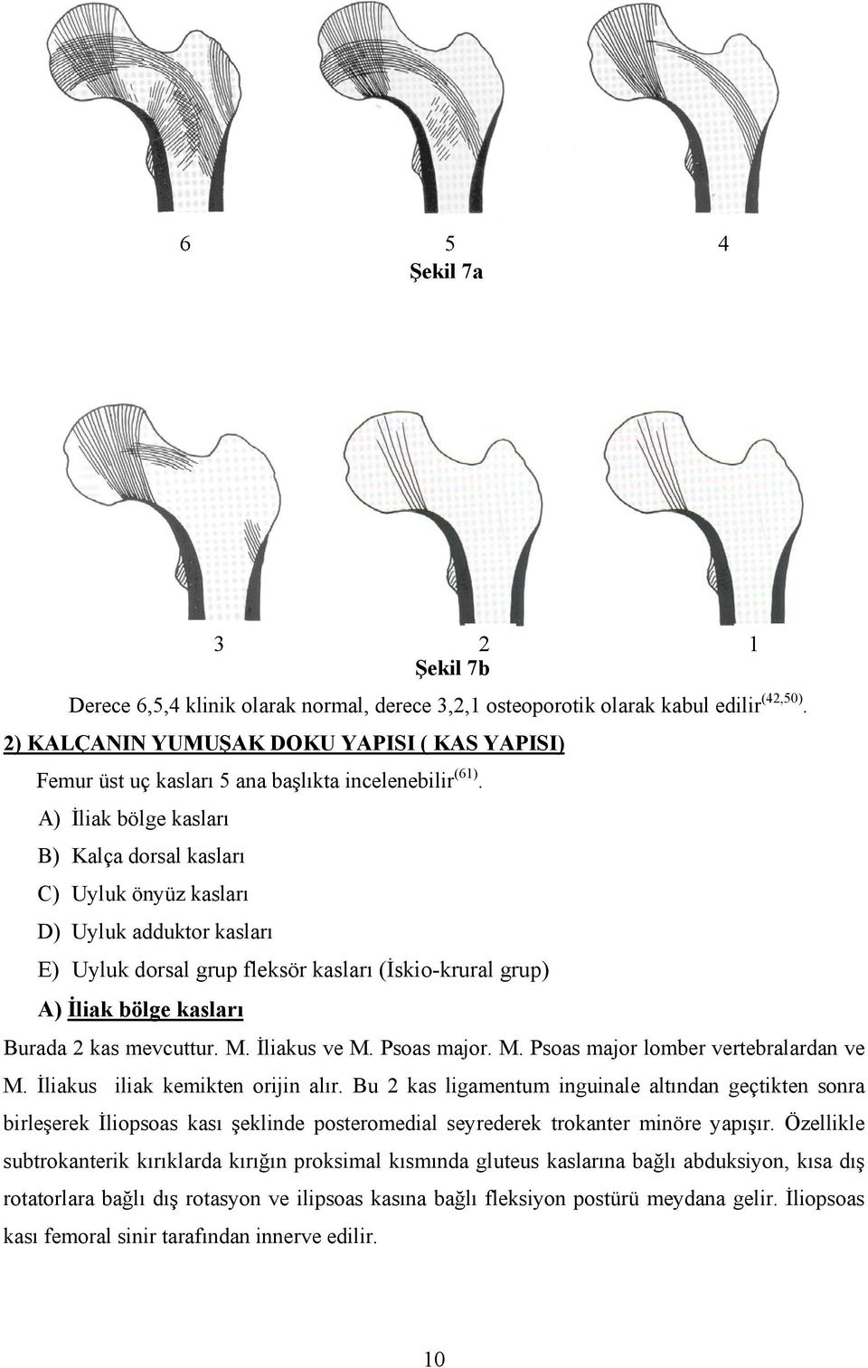 A) İliak bölge kasları B) Kalça dorsal kasları C) Uyluk önyüz kasları D) Uyluk adduktor kasları E) Uyluk dorsal grup fleksör kasları (İskio-krural grup) A) İliak bölge kasları Burada 2 kas mevcuttur.