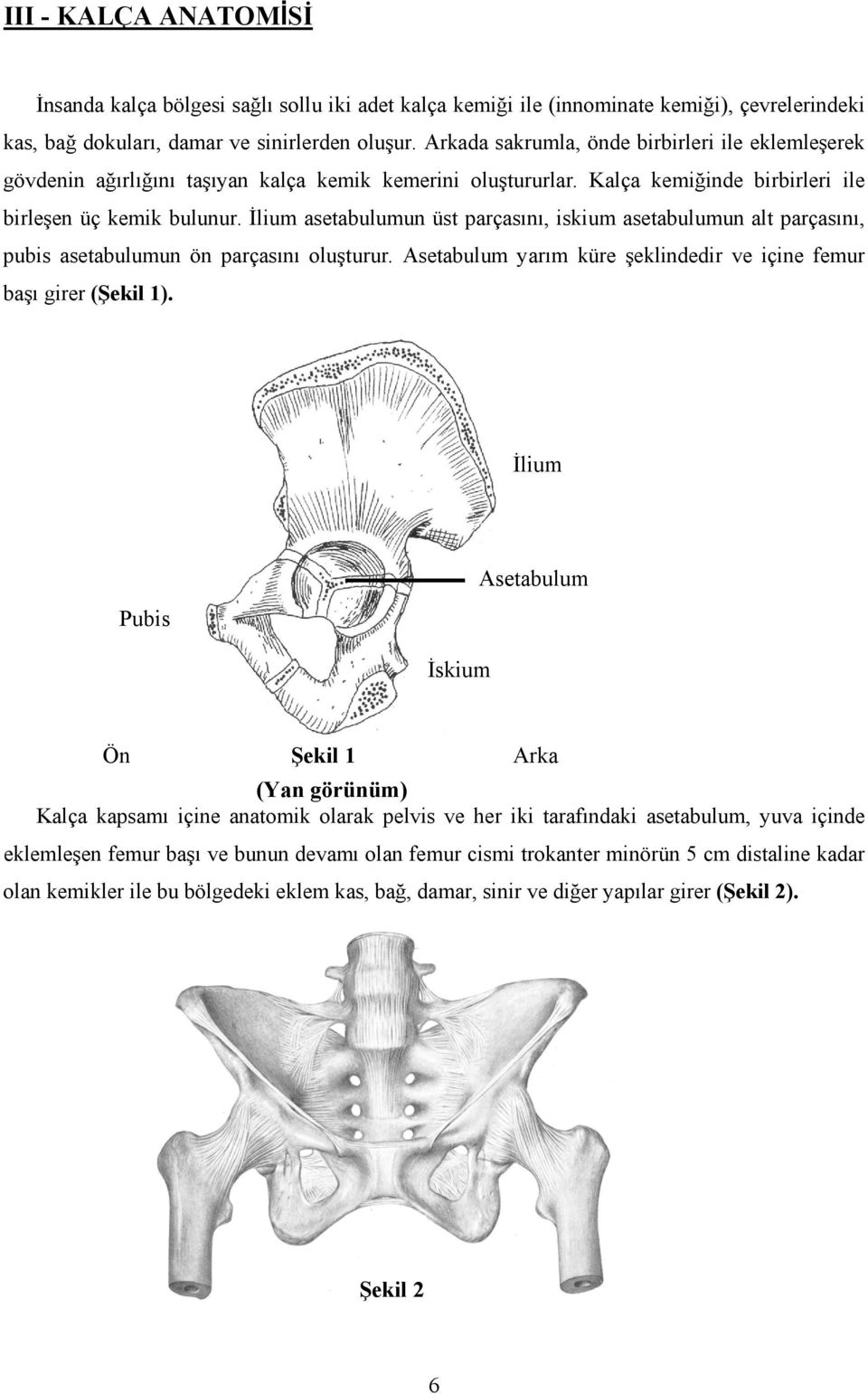 İlium asetabulumun üst parçasını, iskium asetabulumun alt parçasını, pubis asetabulumun ön parçasını oluşturur. Asetabulum yarım küre şeklindedir ve içine femur başı girer (Şekil 1).