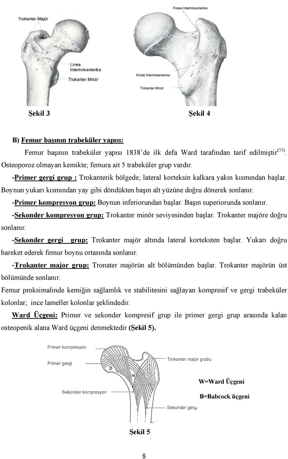 Boynun yukarı kısmından yay gibi döndükten başın alt yüzüne doğru dönerek sonlanır. -Primer kompresyon grup: Boynun inferiorundan başlar. Başın superiorunda sonlanır.