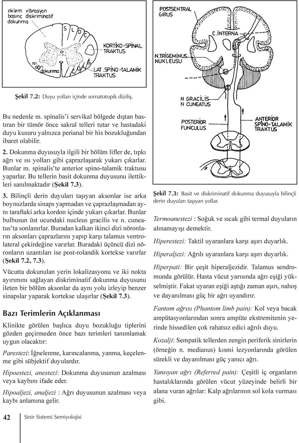 Dokunma duyusuyla ilgili bir bölüm lifler de, týpký aðrý ve ýsý yollarý gibi çaprazlaþarak yukarý çýkarlar. Bunlar m. spinalis te anterior spino-talamik traktusu yaparlar.