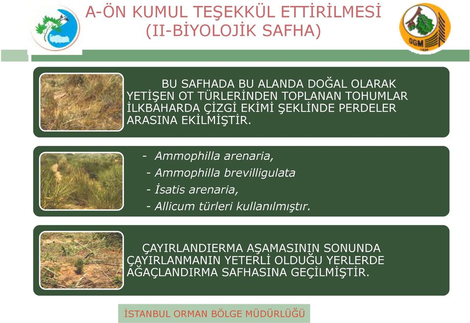 - Ammophilla arenaria, - Ammophilla brevilligulata - İsatis arenaria, - Allicum türleri