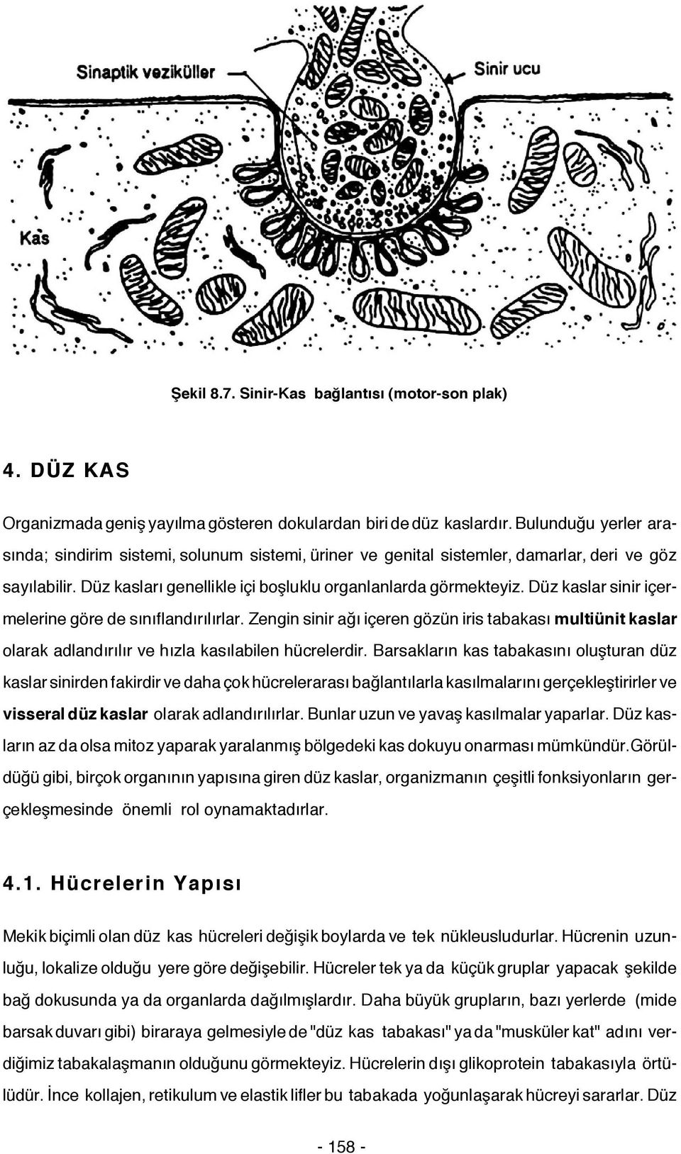 Düz kaslar sinir içermelerine göre de sınıflandırılırlar. Zengin sinir ağı içeren gözün iris tabakası multiünit kaslar olarak adlandırılır ve hızla kasılabilen hücrelerdir.