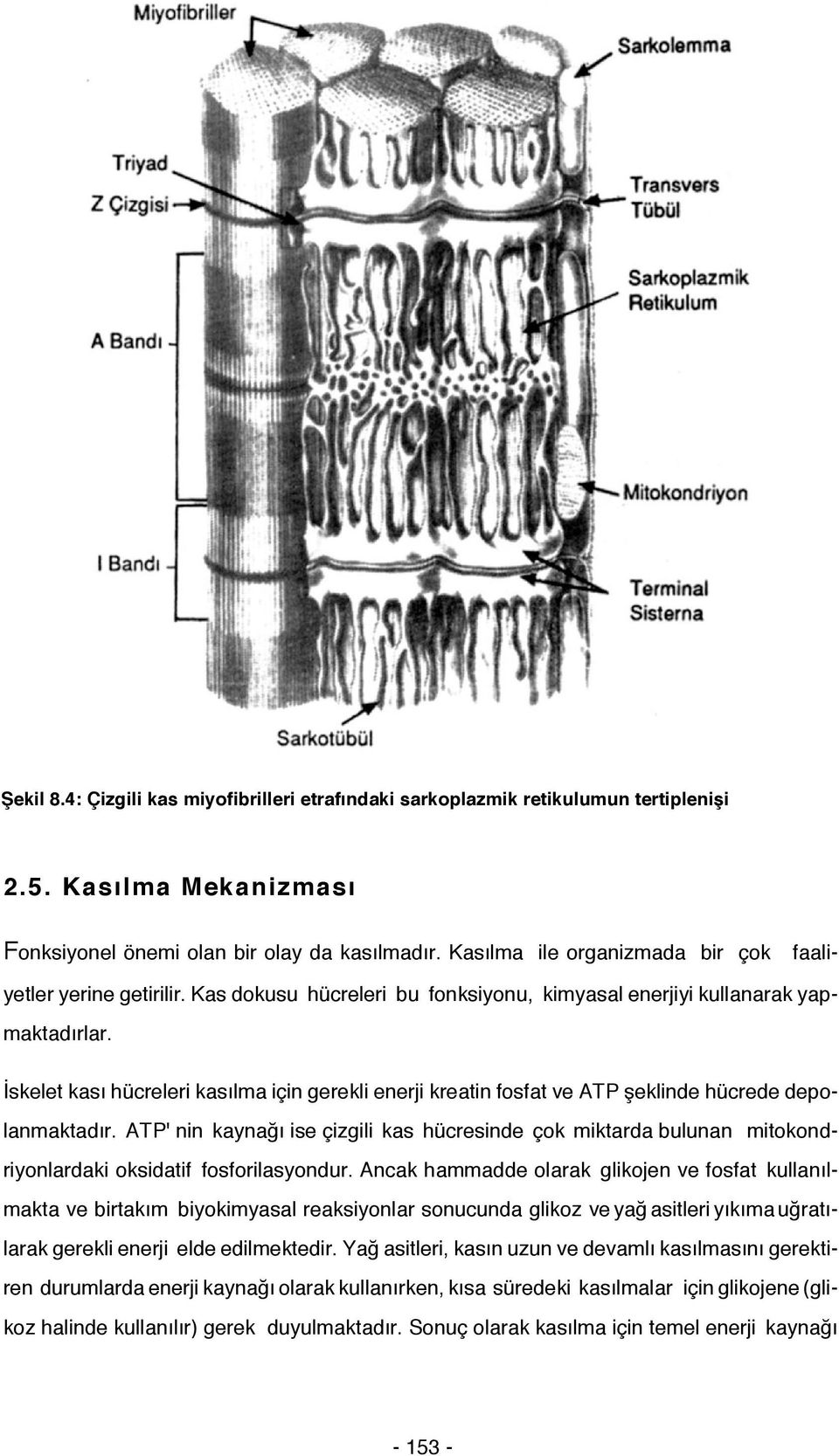 İskelet kası hücreleri kasılma için gerekli enerji kreatin fosfat ve ATP şeklinde hücrede depolanmaktadır.
