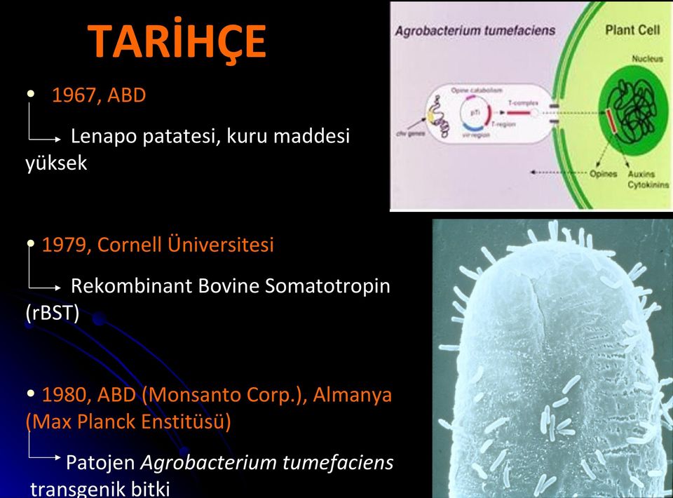 Somatotropin (rbst) 1980, ABD (Monsanto Corp.