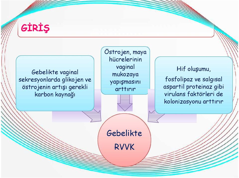 yapışmasını arttırır Gebelikte RVVK Hif oluşumu, fosfolipaz ve