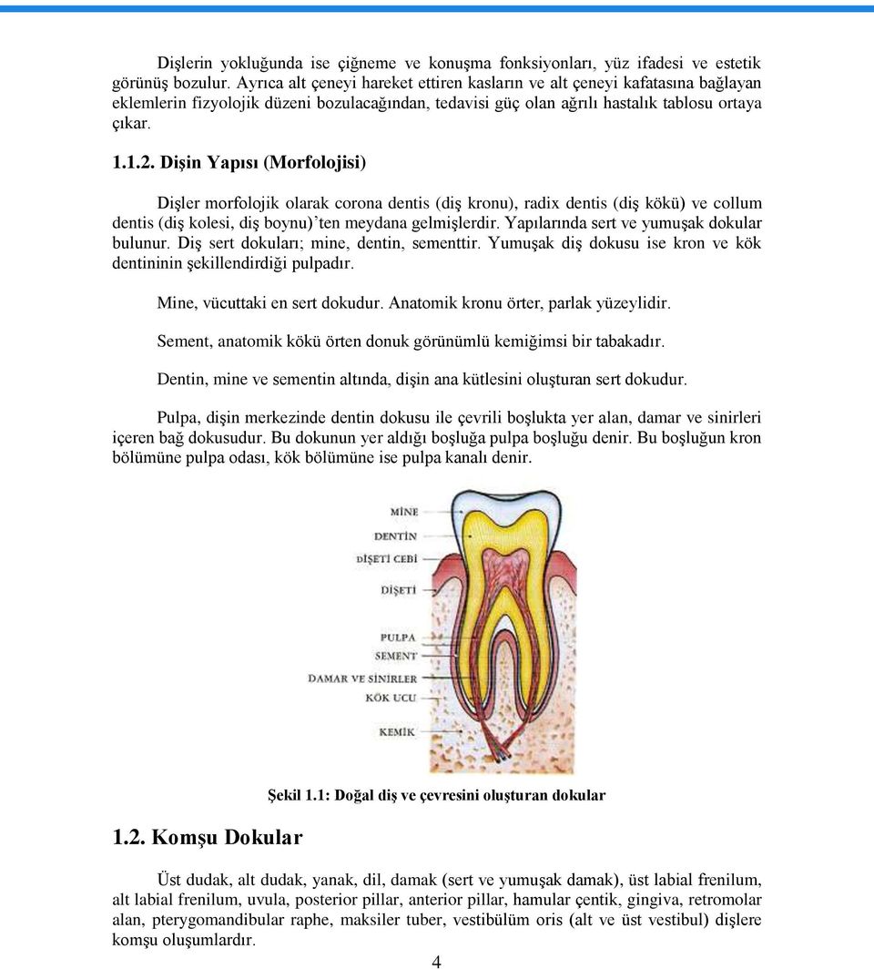 DiĢin Yapısı (Morfolojisi) DiĢler morfolojik olarak corona dentis (diģ kronu), radix dentis (diģ kökü) ve collum dentis (diģ kolesi, diģ boynu) ten meydana gelmiģlerdir.