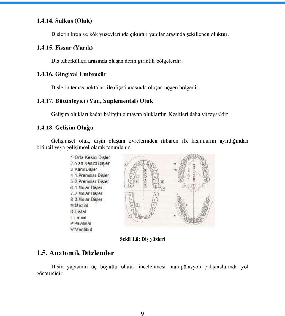 Bütünleyici (Yan, Suplemental) Oluk GeliĢim olukları kadar belirgin olmayan oluklardır. Kesitleri daha yüzeyseldir. 1.4.18.