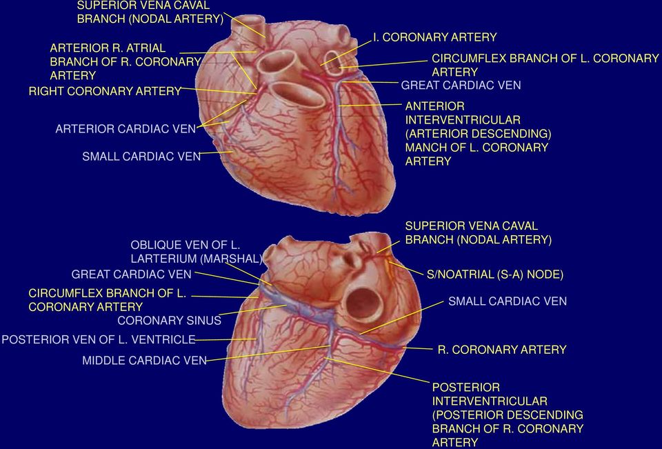 CORONARY ARTERY OBLIQUE VEN OF L. LARTERIUM (MARSHAL) GREAT CARDIAC VEN CIRCUMFLEX BRANCH OF L. CORONARY ARTERY CORONARY SINUS POSTERIOR VEN OF L.