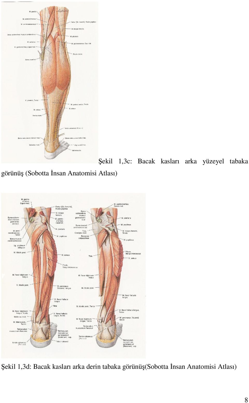 tabaka Şekil 1,3d: Bacak kasları arka