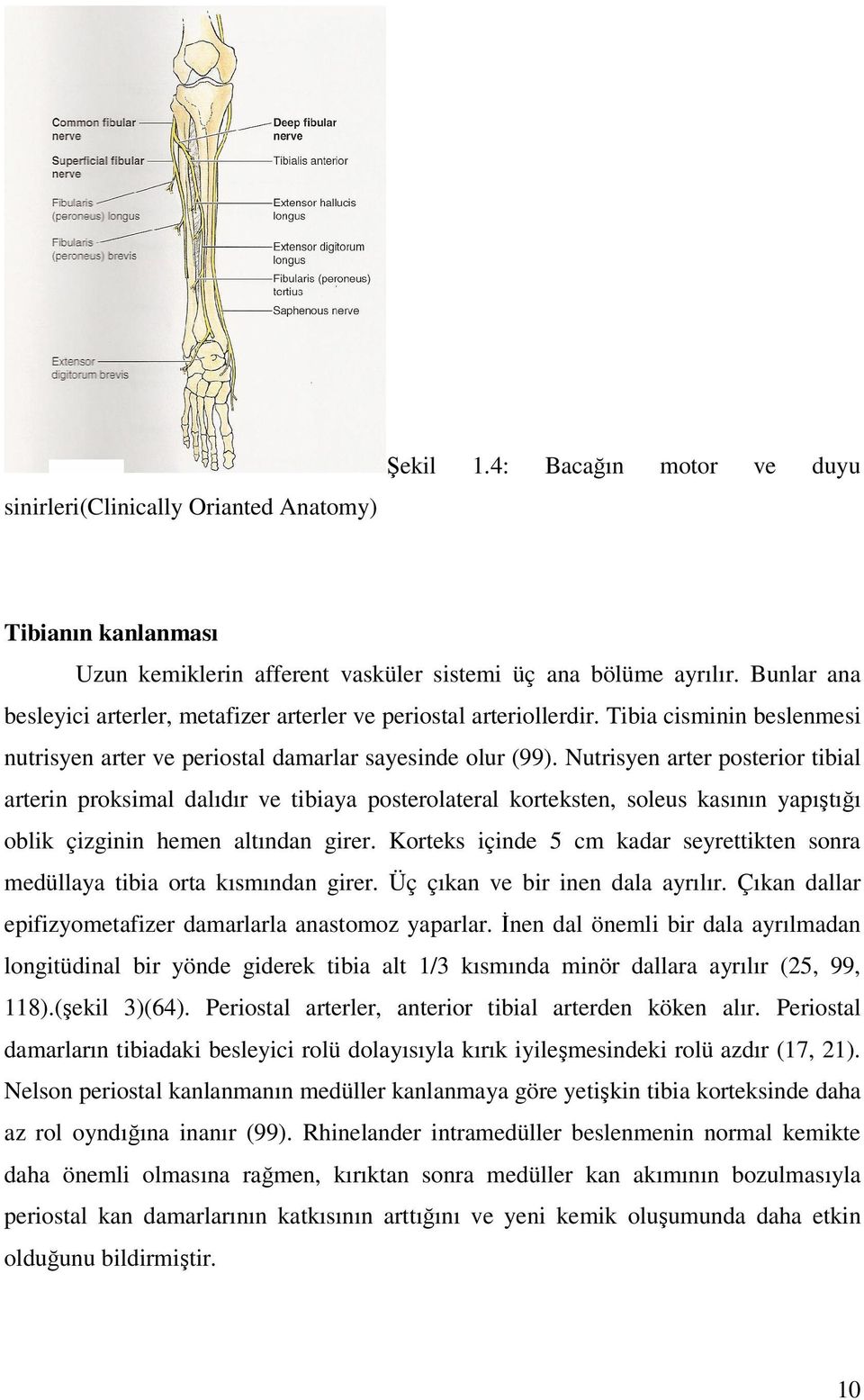 Nutrisyen arter posterior tibial arterin proksimal dalıdır ve tibiaya posterolateral korteksten, soleus kasının yapıştığı oblik çizginin hemen altından girer.