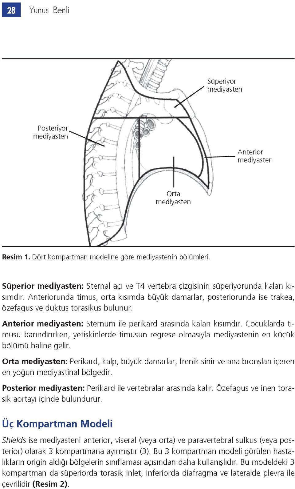 Anteriorunda timus, orta kısımda büyük damarlar, posteriorunda ise trakea, özefagus ve duktus torasikus bulunur. Anterior mediyasten: Sternum ile perikard arasında kalan kısımdır.