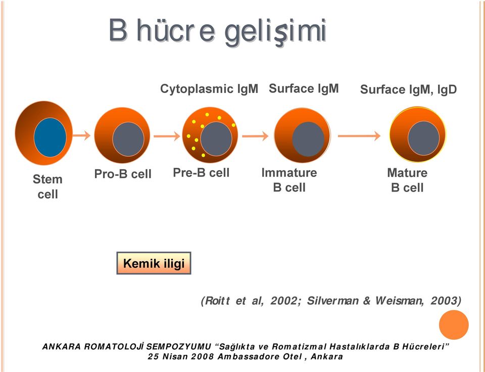 Pre-B cell Immature B cell Mature B cell Kemik