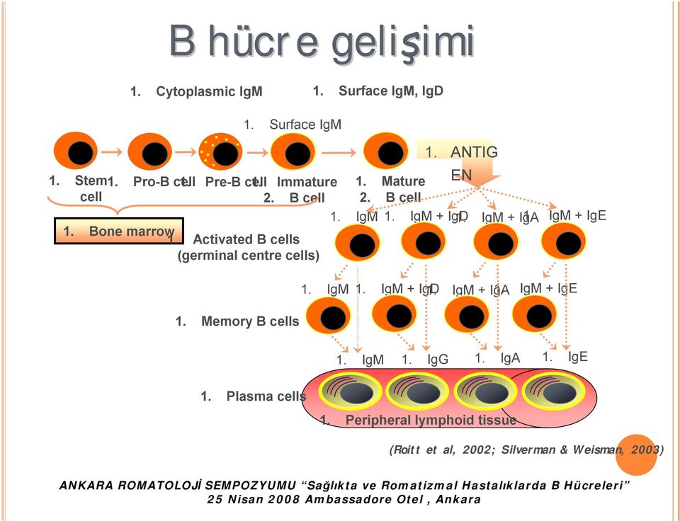 IgM + IgA 1. IgM + IgE 1. IgM 1. ANTIG EN 1. IgM 1. IgM + IgD 1. IgM + IgA 1. IgM + IgE 1. Memory B cells 1. IgM 1. IgG 1.