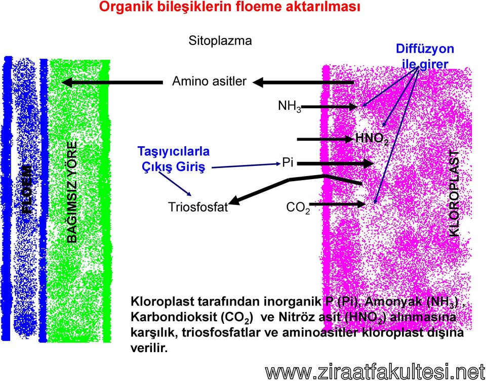 tarafından inorganik P (Pi), Amonyak (NH 3 ), Karbondioksit (CO 2 ) ve Nitröz asit (HNO 2 )