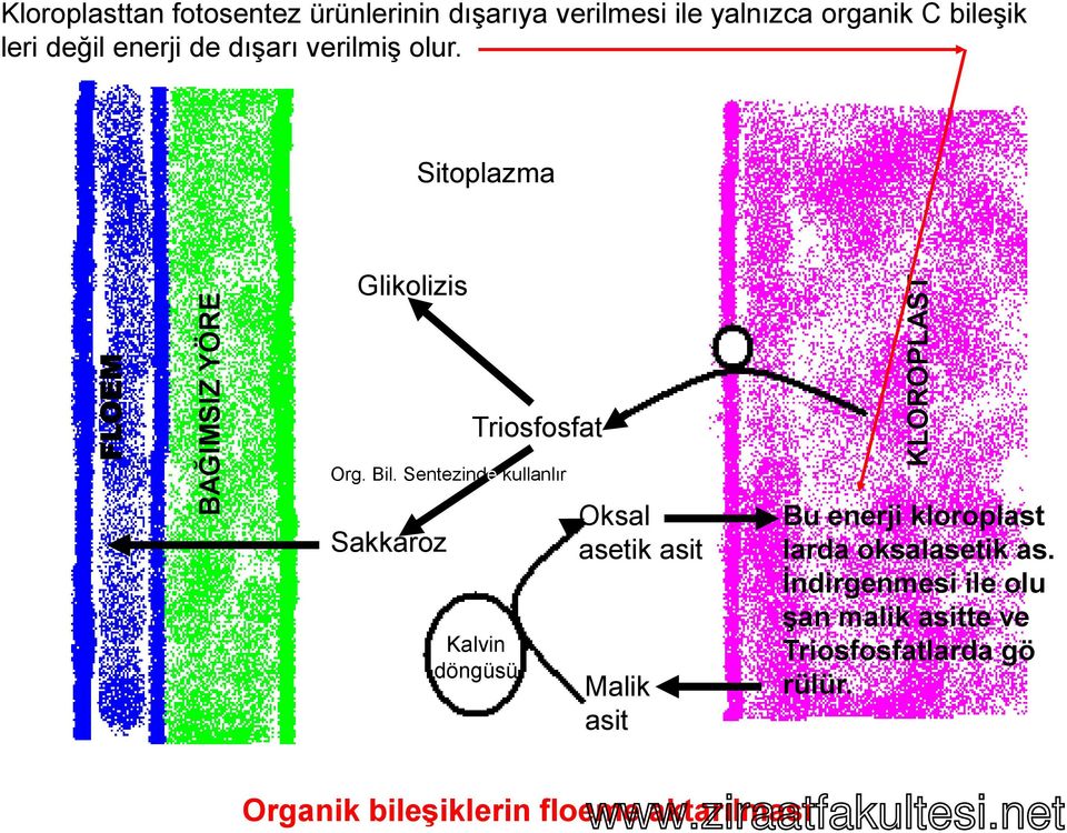 Sentezinde kullanlır Kalvin döngüsü Oksal asetik asit Malik asit KLOROPLAST Bu enerji kloroplast larda