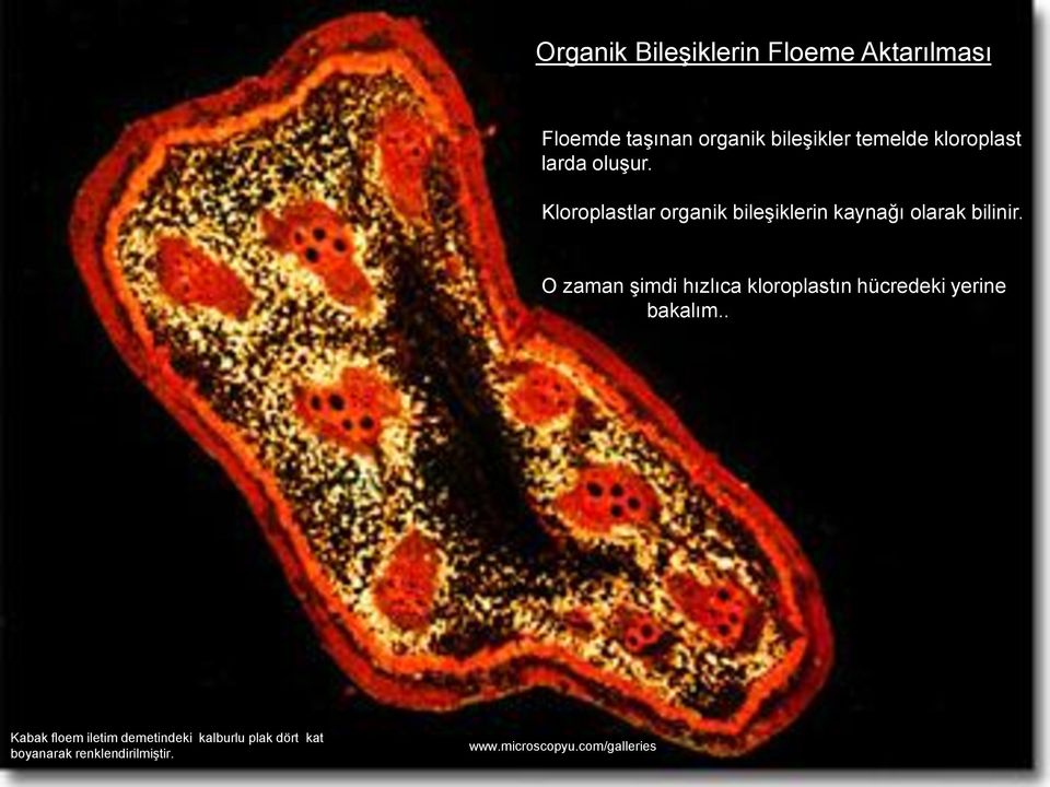 O zaman Ģimdi hızlıca kloroplastın hücredeki yerine bakalım.