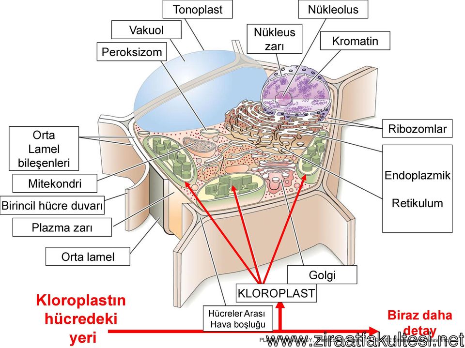 Retikulum Plazma zarı Orta lamel Kloroplastın hücredeki yeri Golgi