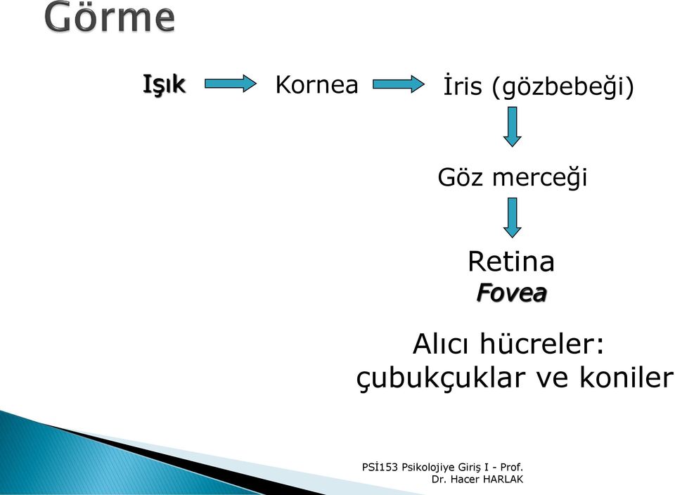 merceği Retina Fovea