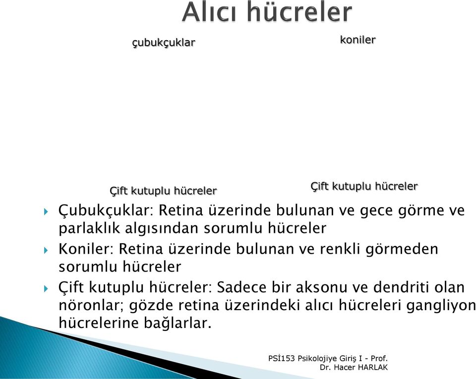 üzerinde bulunan ve renkli görmeden sorumlu hücreler Çift kutuplu hücreler: Sadece bir