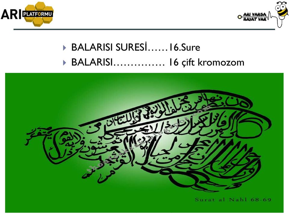 BALARISI 16