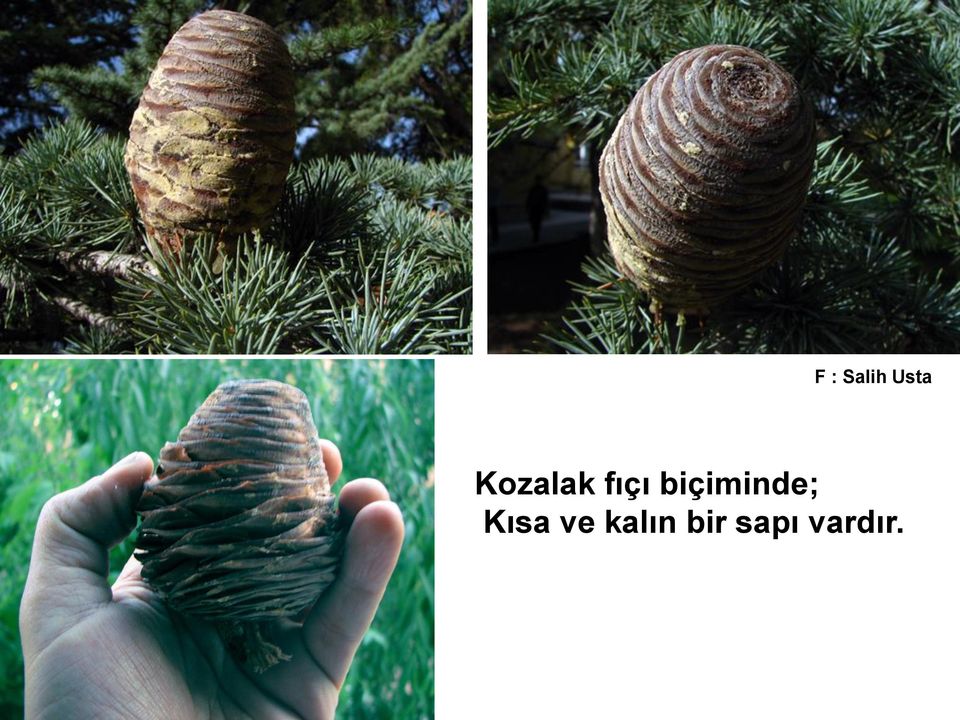 biçiminde; Kısa