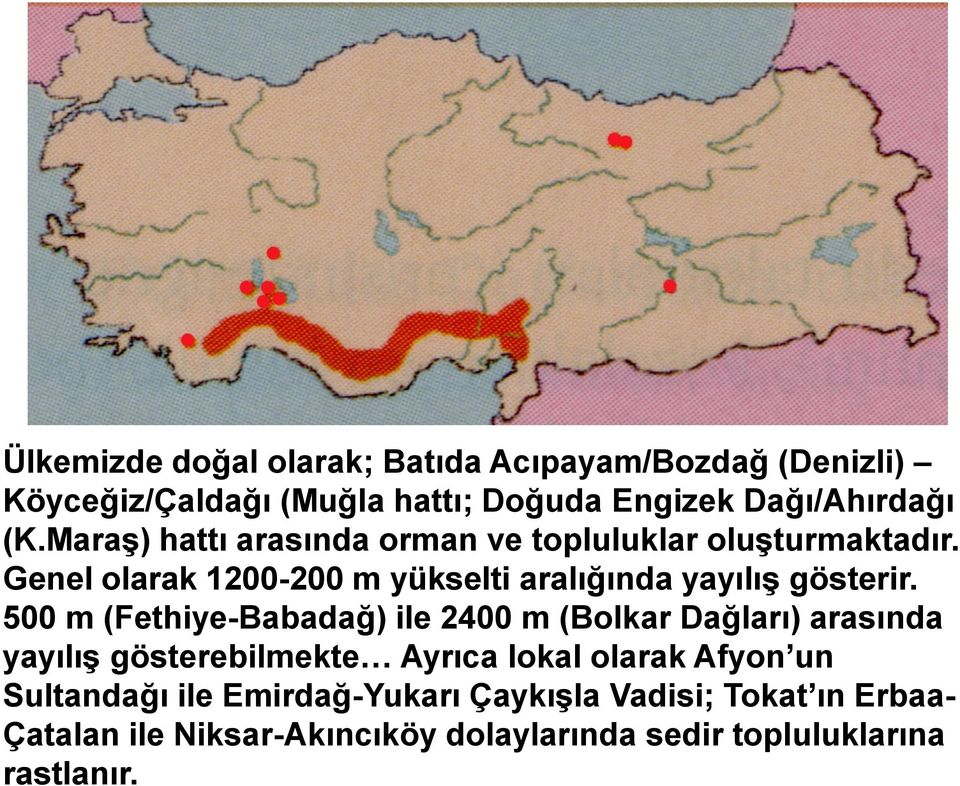 500 m (Fethiye-Babadağ) ile 2400 m (Bolkar Dağları) arasında yayılış gösterebilmekte Ayrıca lokal olarak Afyon un