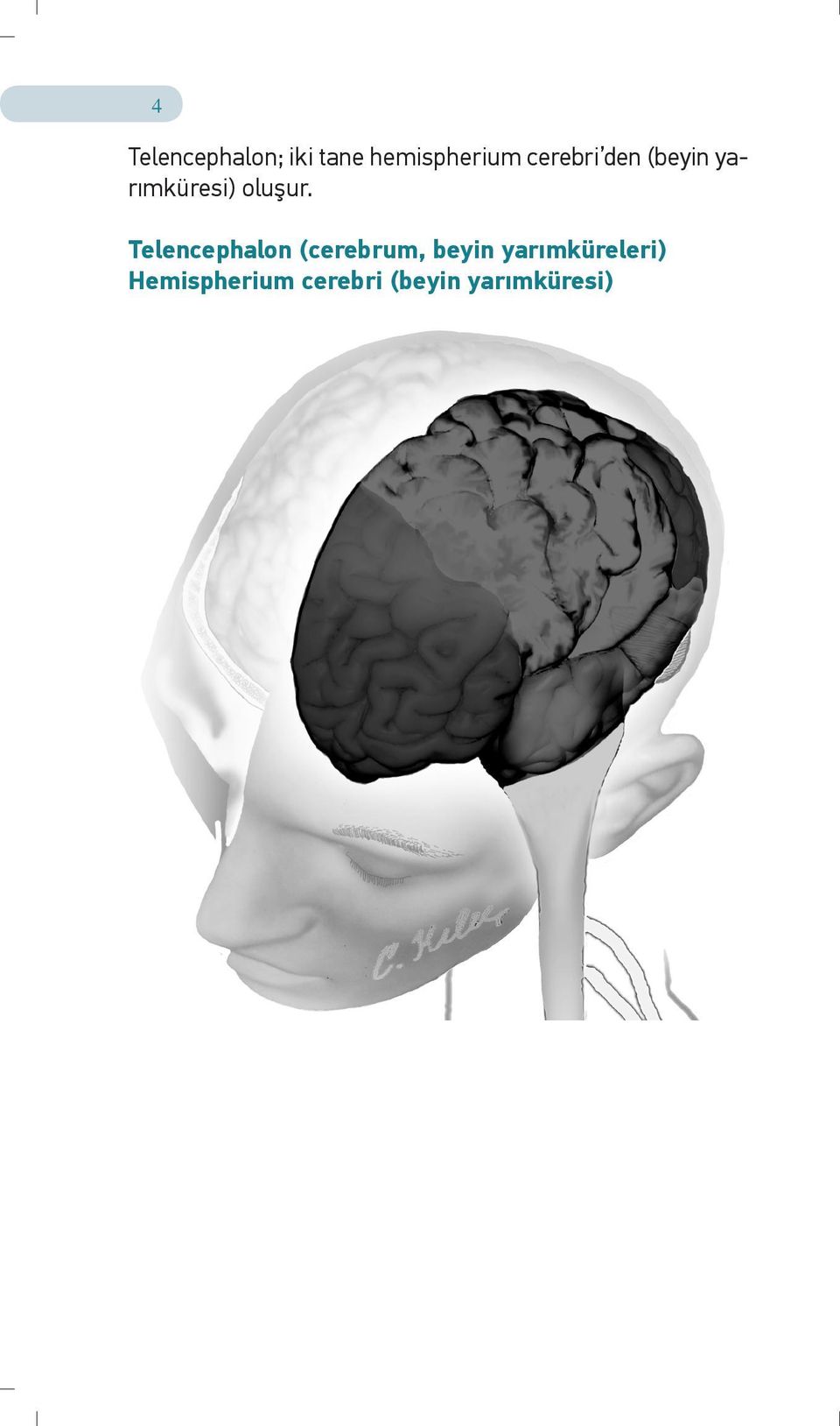 Telencephalon (cerebrum, beyin