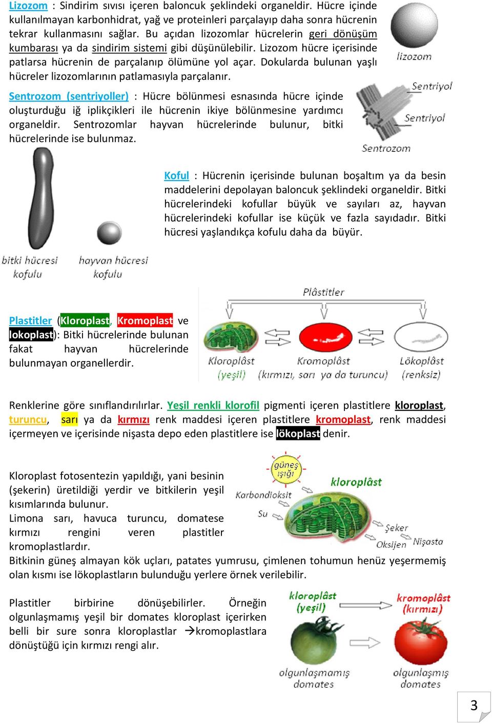 Dokularda bulunan yaşlı hücreler lizozomlarının patlamasıyla parçalanır.