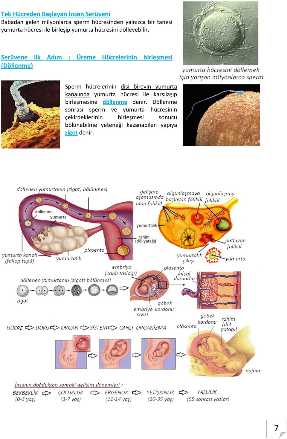 Serüvene ilk Adım : Üreme Hücrelerinin birleşmesi (Döllenme) Sperm hücrelerinin dişi bireyin yumurta kanalında
