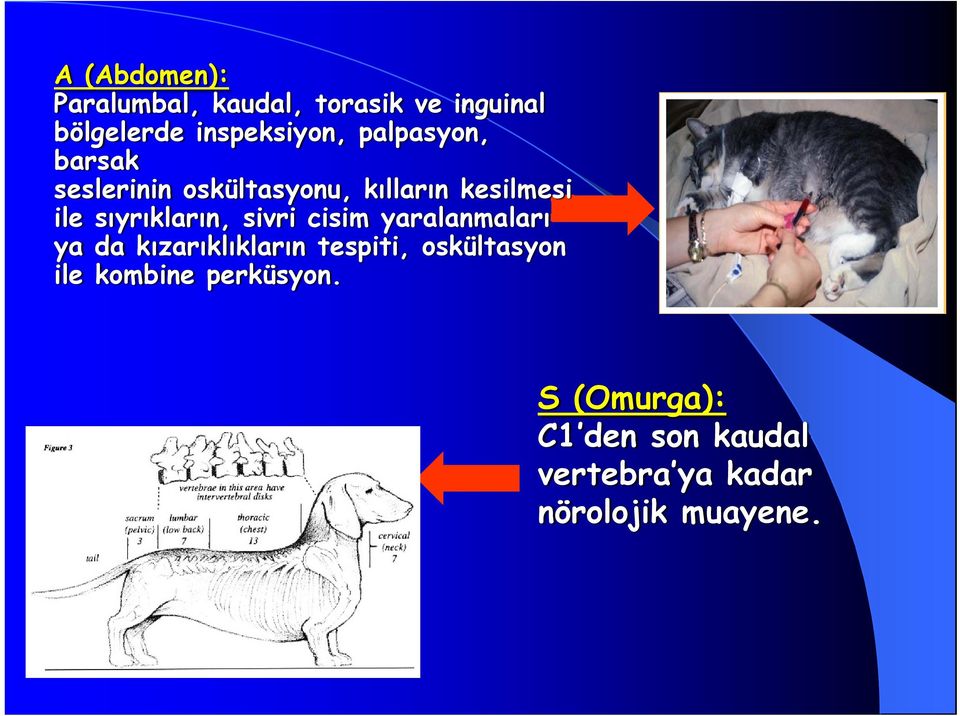 sivri cisim yaralanmaları ya da kızarıklıkların tespiti, oskültasyon ile