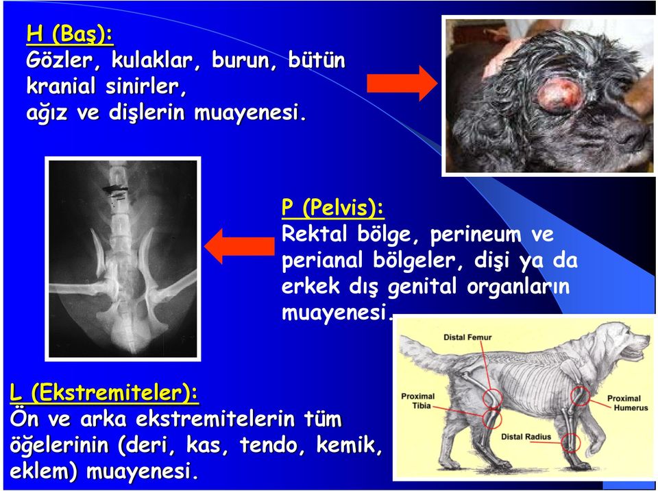 P (Pelvis): Rektal bölge, perineum ve perianal bölgeler, dişi ya da erkek