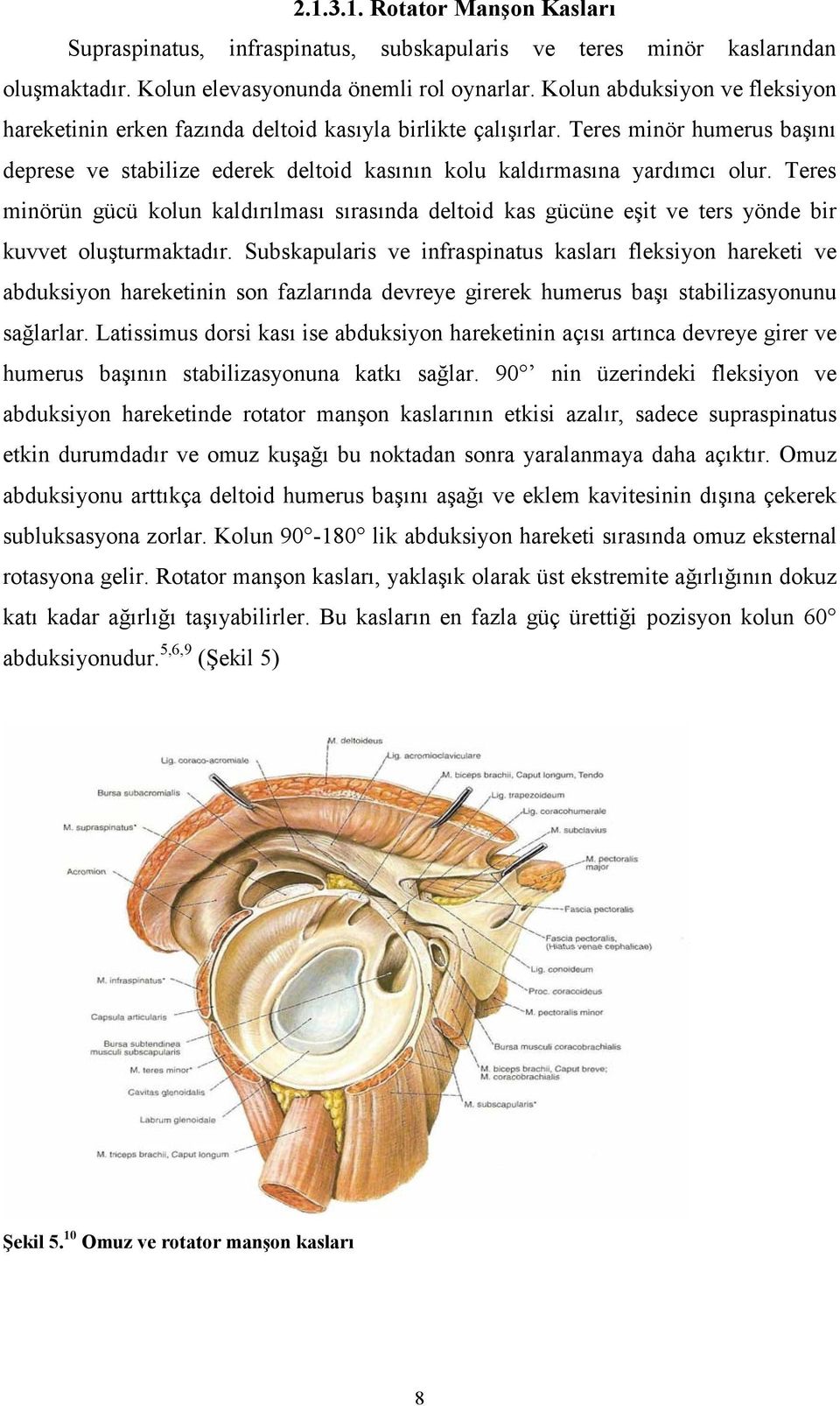 Teres minörün gücü kolun kaldırılması sırasında deltoid kas gücüne eşit ve ters yönde bir kuvvet oluşturmaktadır.